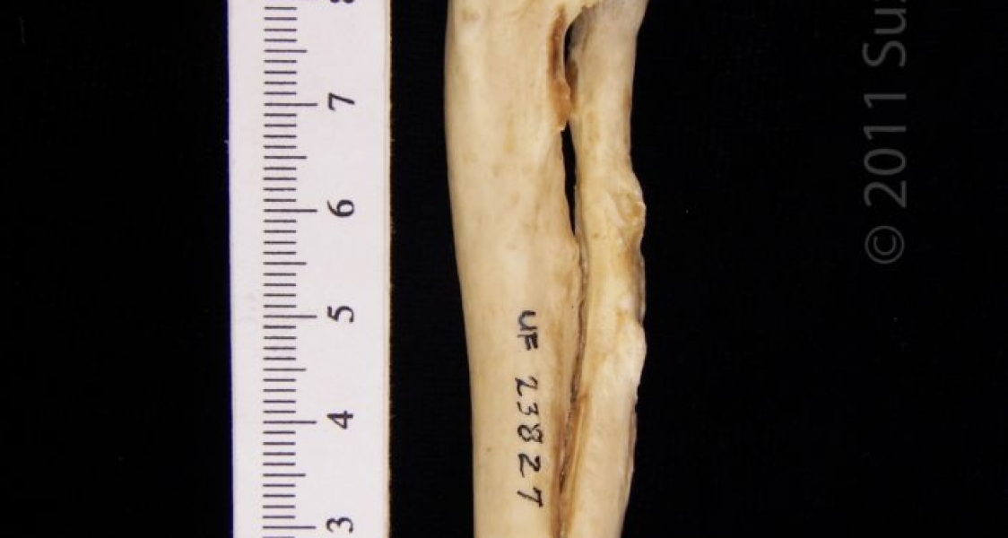 Medial View Left Radius & Ulna American Beaver