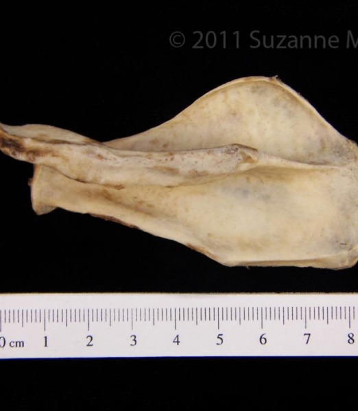 Posterior View American Beaver Left Scapula
