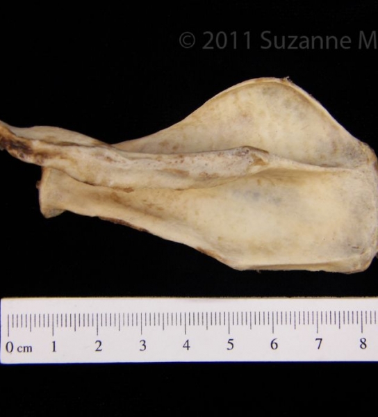 Posterior View American Beaver Left Scapula