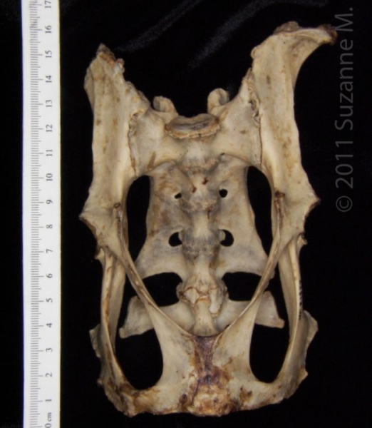 Anterior View American Beaver Pelvis