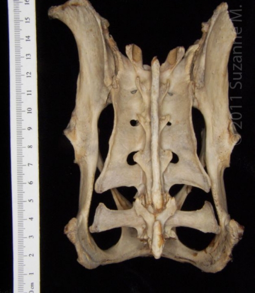 Posterior View American Beaver Pelvis