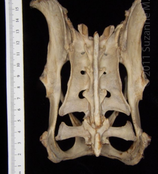 Posterior View American Beaver Pelvis