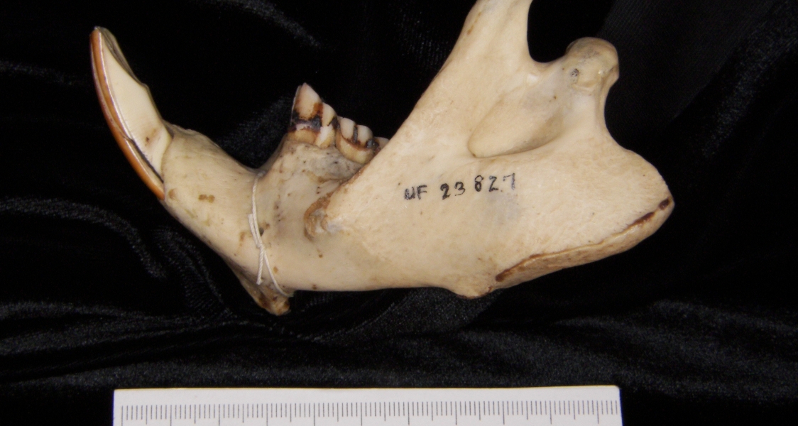 Lateral View American Beaver Mandible