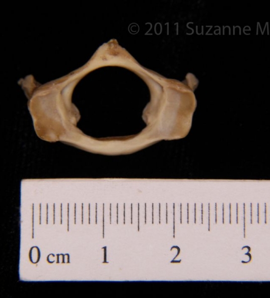 Anterior View Armadillo C1 Vertebrae