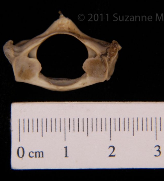 Posterior View Armadillo C1 Vertebrae