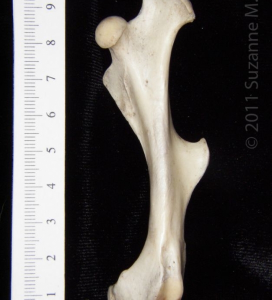 Anterior View Left Armadillo Femur