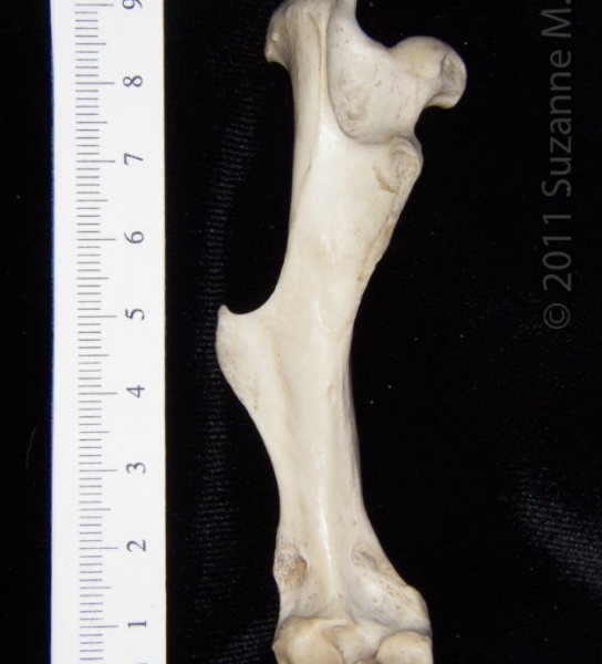 Posterior View Left Armadillo Femur