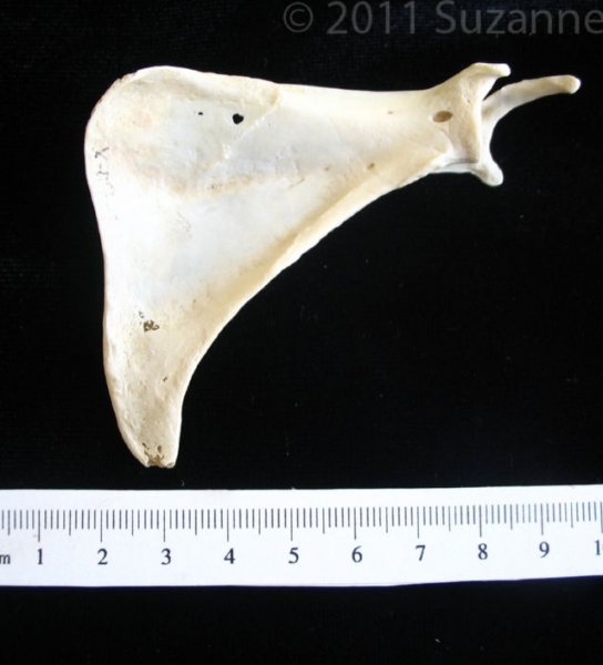 Anterior View Armadillo Left Scapula