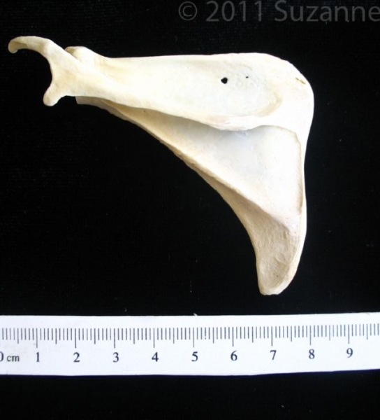 Posterior View Armadillo Left Scapula