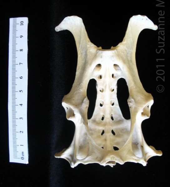 Anterior View Armadillo Pelvis