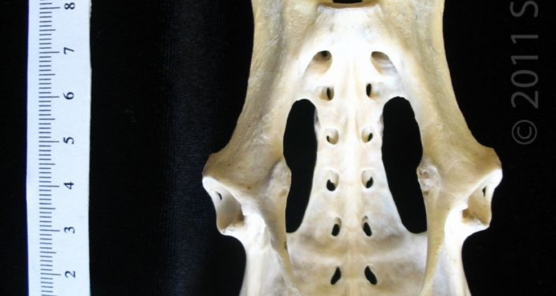 Anterior View Armadillo Pelvis