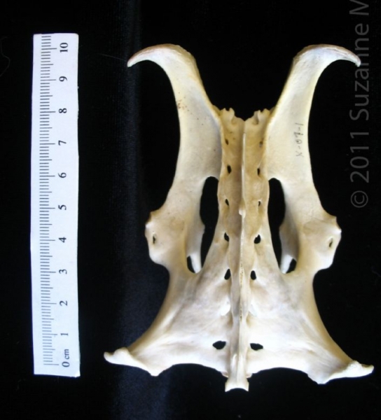 Posterior View Armadillo Pelvis