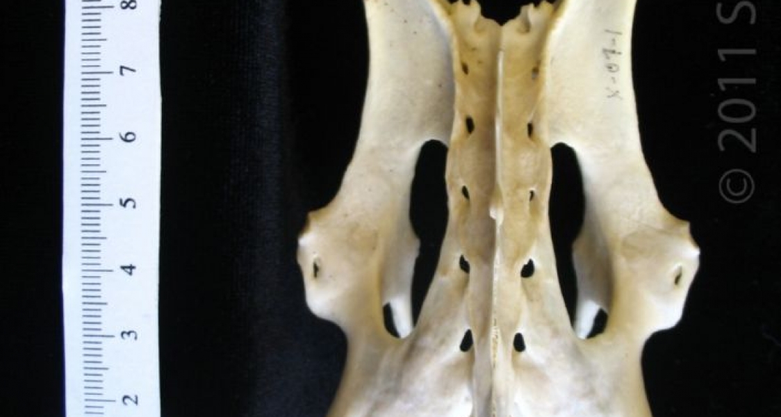 Posterior View Armadillo Pelvis