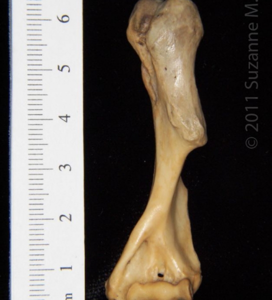 Anterior View Left Armadillo Humerus