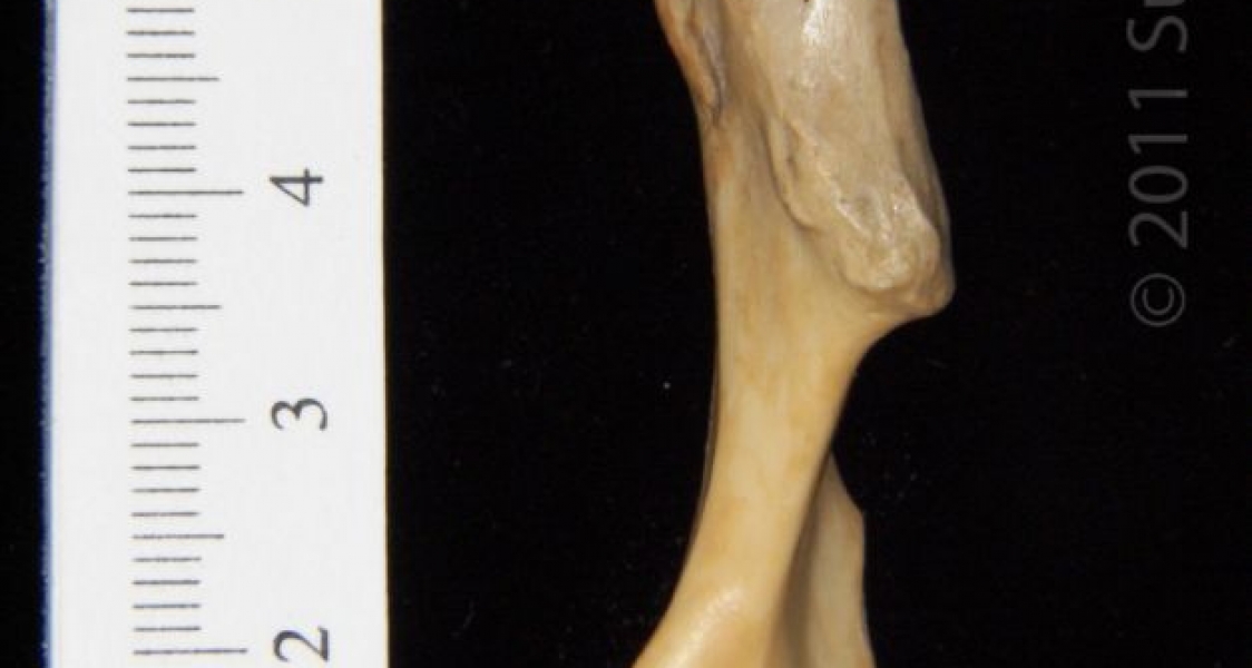 Anterior View Left Armadillo Humerus