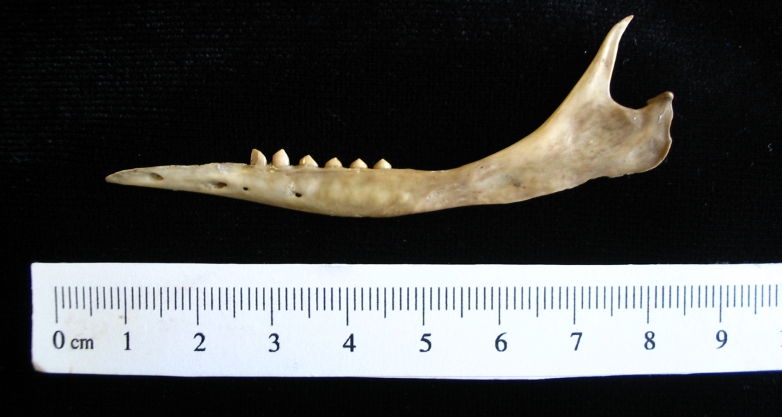 Lateral View Armadillo Mandible