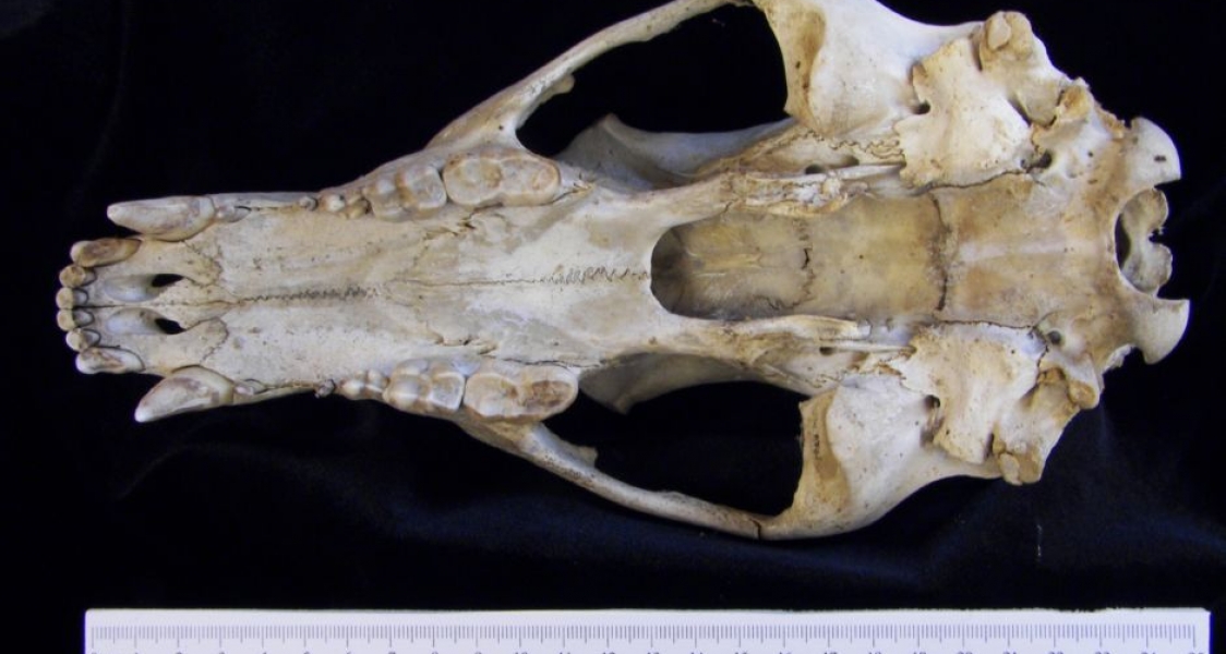 Inferior View Black Bear Cranium