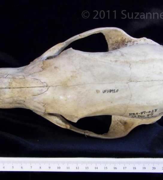 Superior View Black Bear Cranium