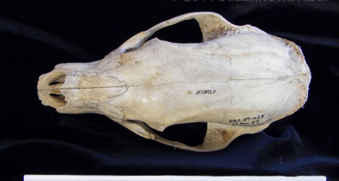 Superior View Black Bear Cranium