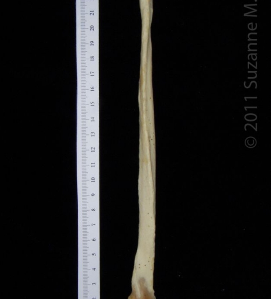 Lateral View Left Black Bear Fibula