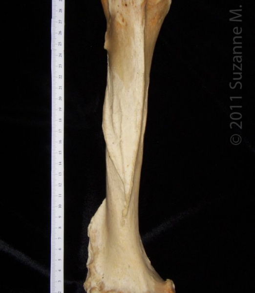 Anterior View Left Black Bear Humerus