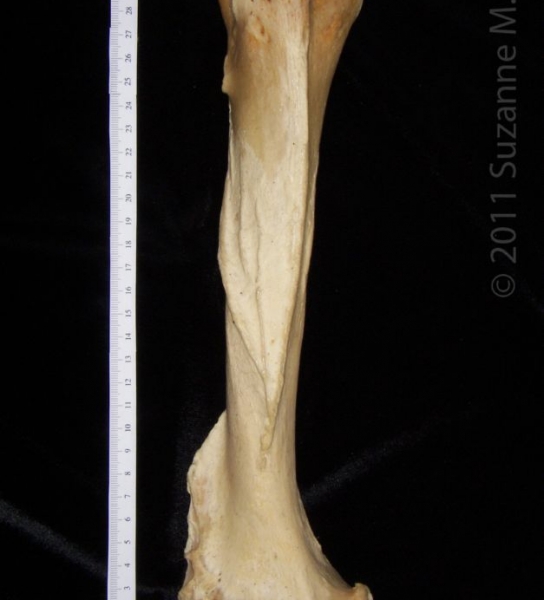 Anterior View Left Black Bear Humerus