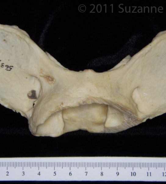 Posterior View C1 Vertebrae American Black Bear