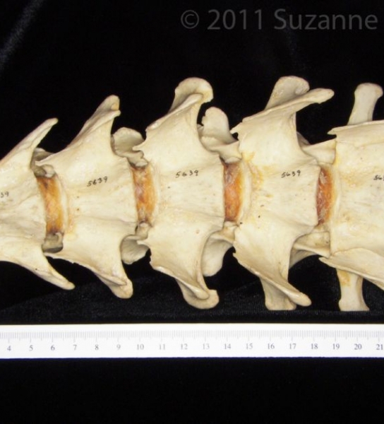 Inferior View Vertebrae C2-C7 Black Bear