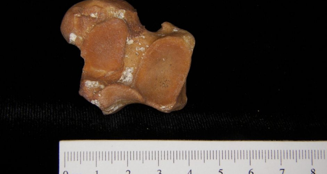 Inferior View Left Black Bear Astragalus (Talus)
