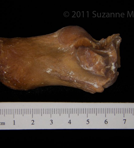 Medial View Left Black Bear Calcaneus