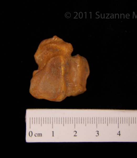 Left Black Bear Cuboid View 2