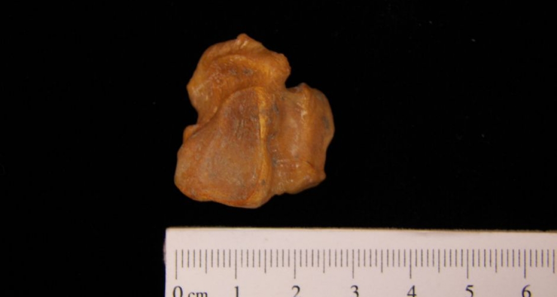 Left Black Bear Cuboid View 2