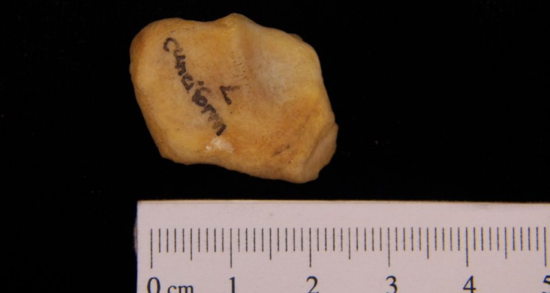 Left Black Bear Cuneiform View 1
