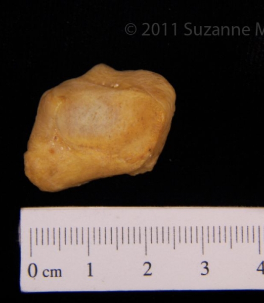 Left Black Bear Cuneiform View 2