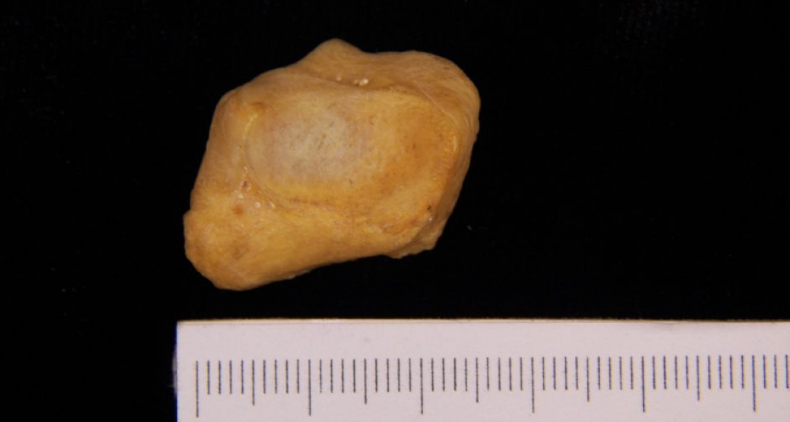 Left Black Bear Cuneiform View 2