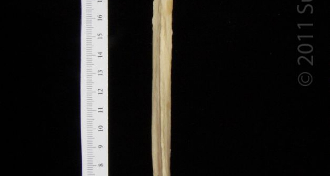 Medial View Left Black Bear Fibula