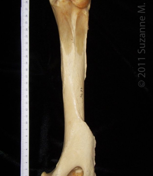 Posterior View Left Black Bear Humerus