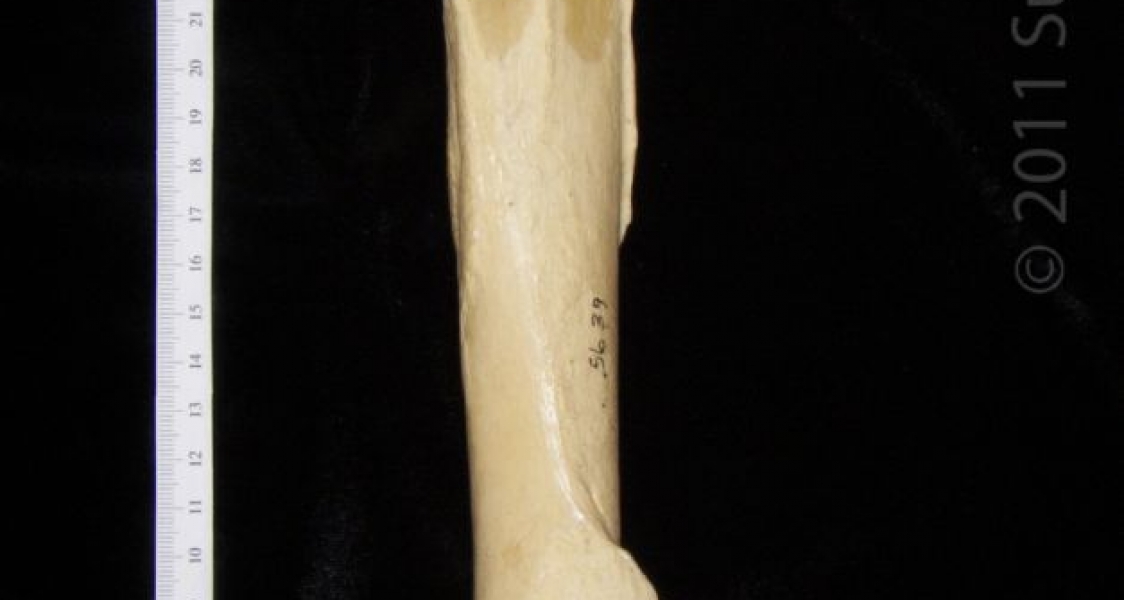 Posterior View Left Black Bear Humerus