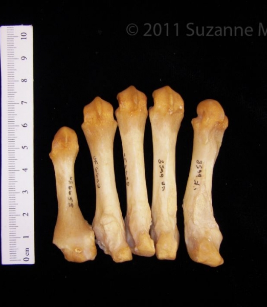 Palmar View Left Black Bear Metacarpals i-v
