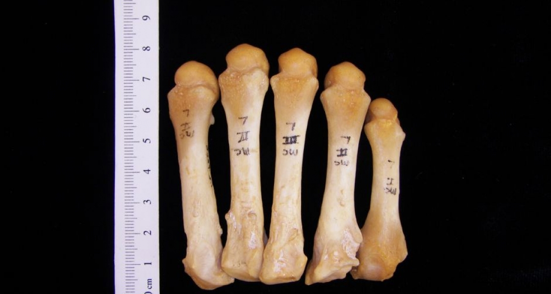 Dorsal View Left Black Bear Metacarpals v-i