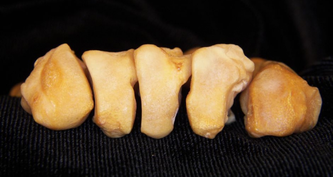 Proximal Surface View Left Black Bear Metacarpals v-i
