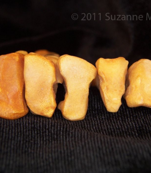 Proximal Articular Surface Left Black Bear Metatarsals i-v