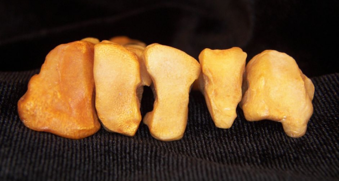 Proximal Articular Surface Left Black Bear Metatarsals i-v