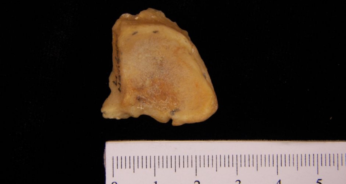 Left Black Bear Navicular