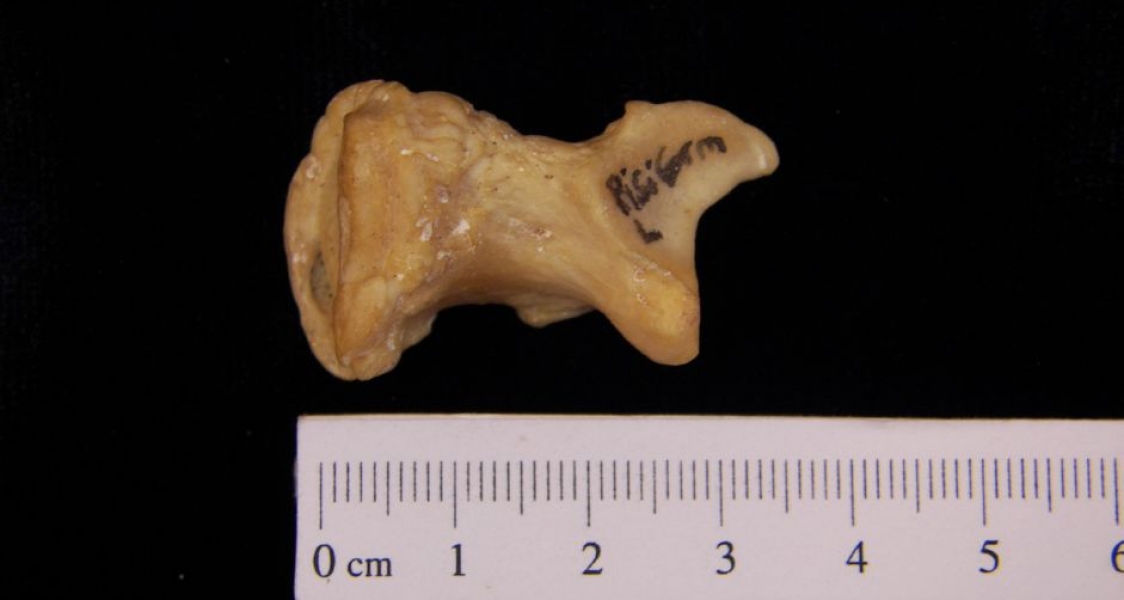 Left Black Bear Pisiform