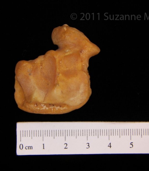 View 2 Left Black Bear Scapholunar Tarsal