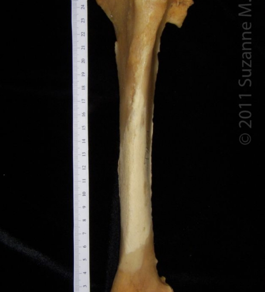 Anterior View Left Black Bear Tibia