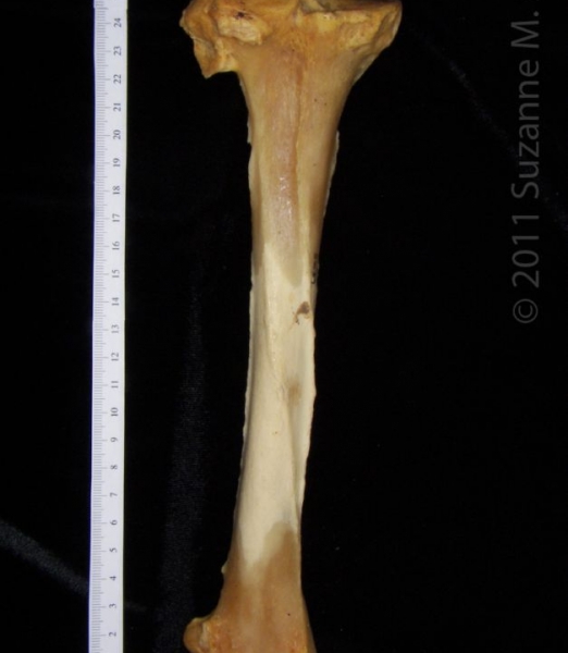 Posterior View Left Black Bear Tibia