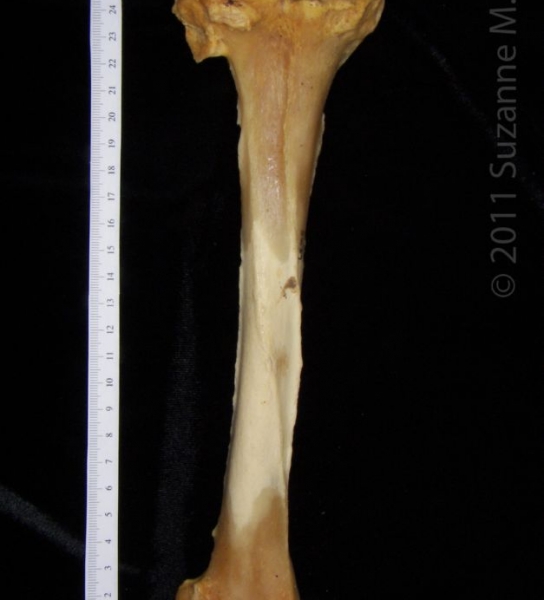 Posterior View Left Black Bear Tibia