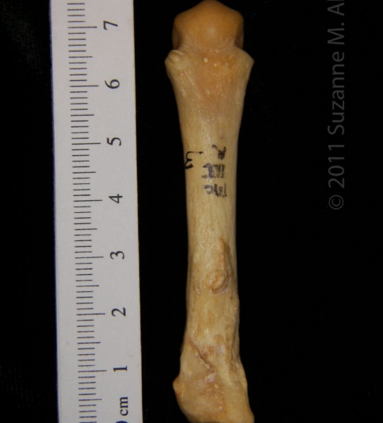 Dorsal View Right 3rd Black Bear Metacarpal